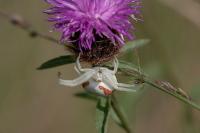 Misumena vatia