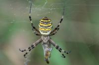 Argiope bruennichi