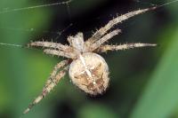 Araneus diadematus