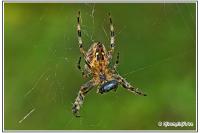 Araneus diadematus