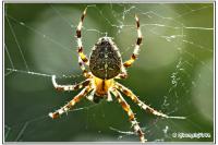 Araneus diadematus