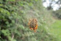 Araneus diadematus