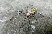 Argiope bruennichi