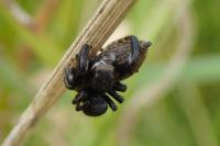 Evarcha arcuata
