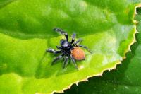 Carrhotus xanthogramma