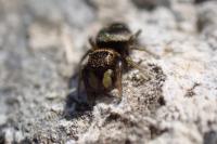Heliophanus tribulosus
