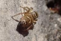 Heliophanus tribulosus