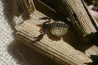 Dactylochelifer latreillii