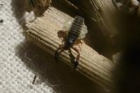 Dactylochelifer latreillii
