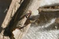 Dactylochelifer latreillii