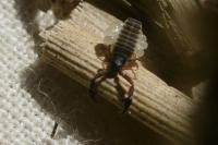 Dactylochelifer latreillii