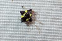 Theridula gonygaster