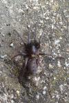 Segestria florentina