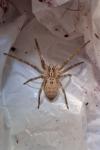 Zoropsis spinimana