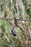 Argiope bruennichi