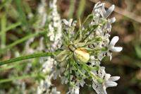 Misumena vatia