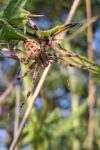Araneus diadematus