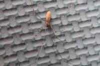 Pholcus phalangioides