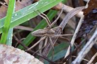 Pisaura mirabilis