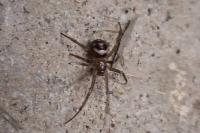 Steatoda grossa