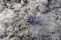 Atypus