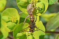 Xysticus