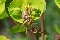 Xysticus