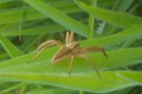 Pisaura mirabilis