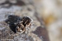 Attulus saltator