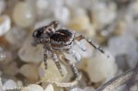 Attulus saltator