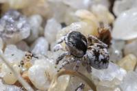 Attulus saltator