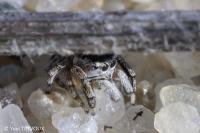 Attulus saltator
