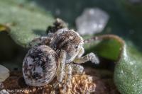 Attulus saltator