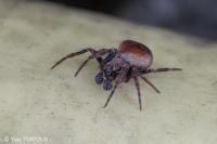 Araneus sturmi