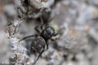 Heliophanus tribulosus
