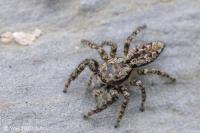 Marpissa muscosa