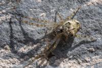Metellina merianae