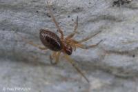 Linyphia hortensis