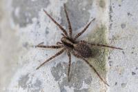 Pardosa amentata