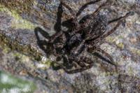 Pardosa prativaga