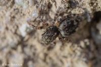 Pseudeuophrys erratica