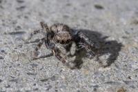 Pseudeuophrys lanigera