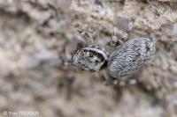 Salticus mutabilis