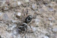 Salticus scenicus