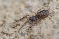 Segestria senoculata