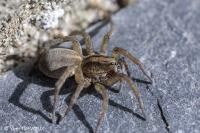 Trochosa