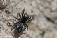 Chalcoscirtus infimus