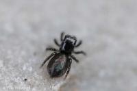 Chalcoscirtus infimus