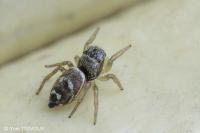 Heliophanus tribulosus