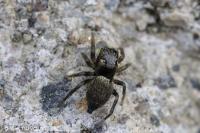 Heliophanus tribulosus